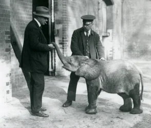 Neu angekommener Baby-Zwergelefant Tiny, mit ihren Pflegern Robertson, Stimpson und Milbourn im London Zoo, 1922